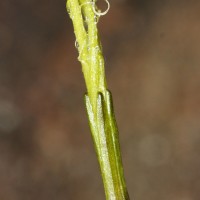 Blyxa aubertii Rich.
